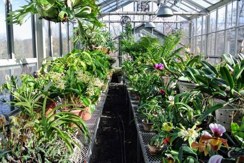 5+ Cách Trồng Lan Dưới Mái Tôn Nhựa Hiệu Quả Cho Người Mới Bắt Đầu