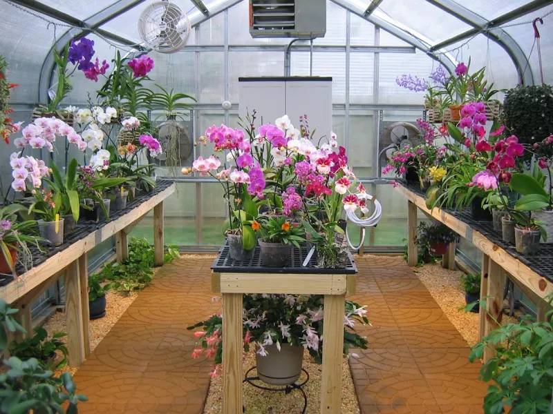 Có nên trồng lan dưới mái tôn nhựa không?