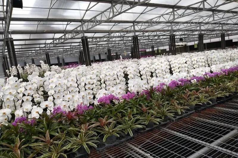 Kinh nghiệm chăm sóc lan dưới mái tôn nhựa lấy sáng