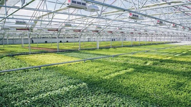 Nên chọn loại tôn nhựa lấy sáng nào?